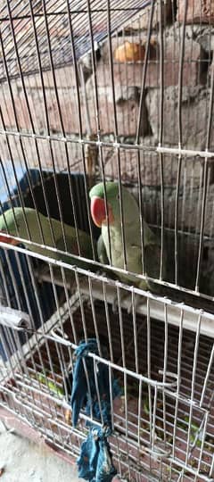 talking and hand tame pair for sale