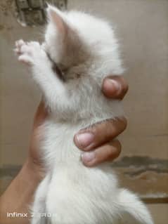 Persion cat