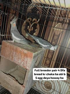 Full Breeder pair with egg