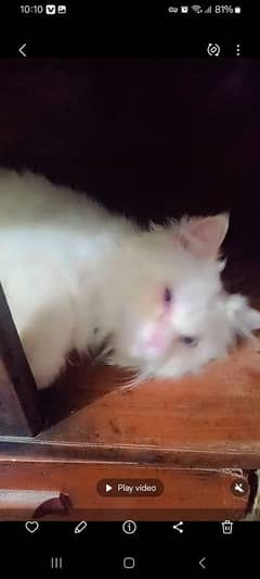 Persian cat
