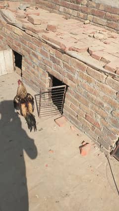 Jawa murga for Sale Location Metla chowk Jahanian  Jis Bhi na