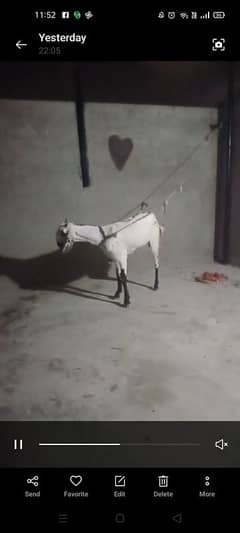 2dant bakri good and healthy price 32000