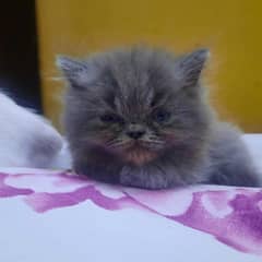kittens for sale