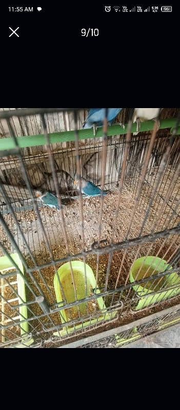 lovebird all setup for sale 8 pair ha detail neecha likhi ha 4000 pair 0