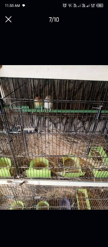 lovebird all setup for sale 8 pair ha detail neecha likhi ha 4000 pair 1