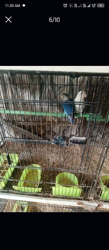 lovebird all setup for sale 8 pair ha detail neecha likhi ha 4000 pair 2