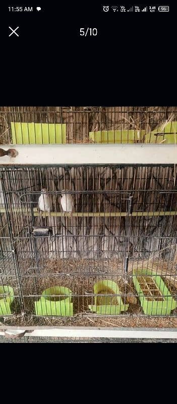 lovebird all setup for sale 8 pair ha detail neecha likhi ha 4000 pair 3