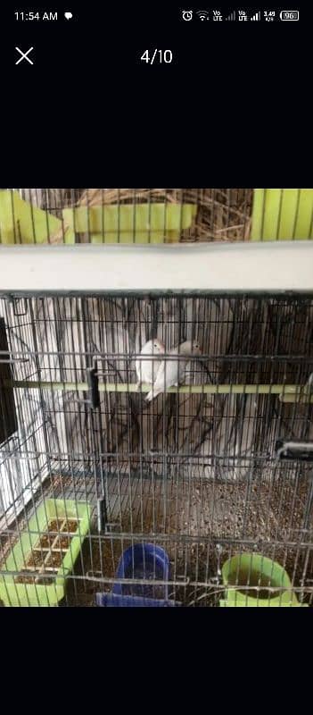 lovebird all setup for sale 8 pair ha detail neecha likhi ha 4000 pair 4