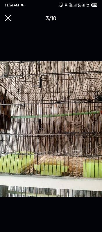 lovebird all setup for sale 8 pair ha detail neecha likhi ha 4000 pair 5