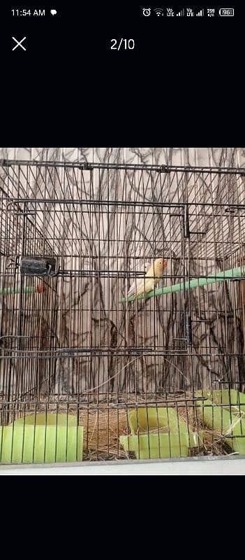 lovebird all setup for sale 8 pair ha detail neecha likhi ha 4000 pair 6