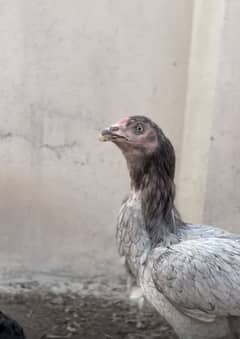 Aseel madiyan / Aseel hens /
