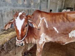 qurbani