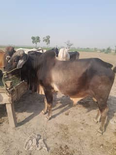 Qurbani