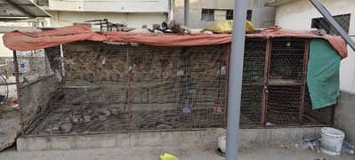 hen and parrot cage