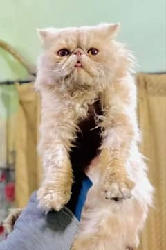 piki male stud ky 0,3,0,4,80,81,621, what's app nbr hai ye