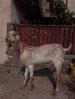 makichne