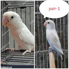 love birds breeder pairs