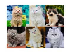Persian hamalian british punch face piki face cat's and kitten's