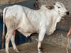 Qurbani k liya Janwar WACHA/Katta/BAKRA