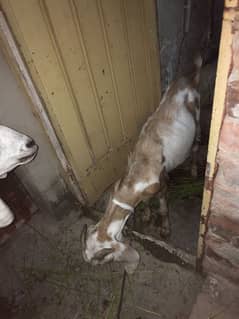 Bakra