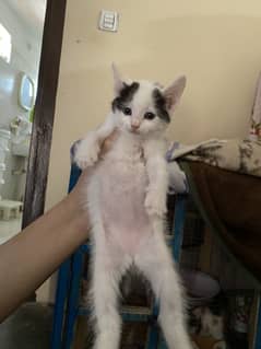 Healthy Female Kitten – Ideal Pet for Home