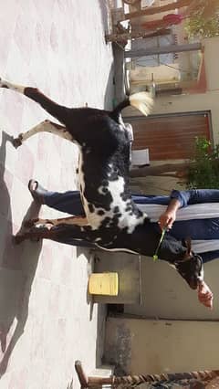 Rare breeder male