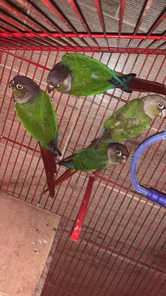 Green Conure 2 Breeding Pairs