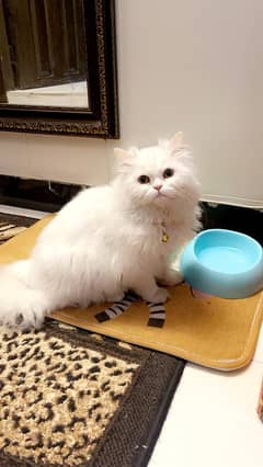 2 Years Old Persian Kitten Cat For sale