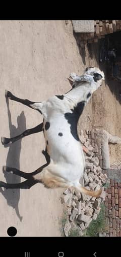 dasi bakra for sale
