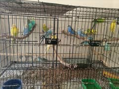 Multicolor Budgies , Iron cage , Wooden breeding Box and Pots for sale