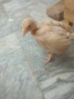 heera aseel