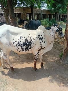 Qurbani ka wacha 2 dant