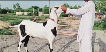 Gulab Bakra urgent sale need cash WhatsApp number 0324,3941,421