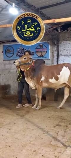 mashallah bahtreen bachra
