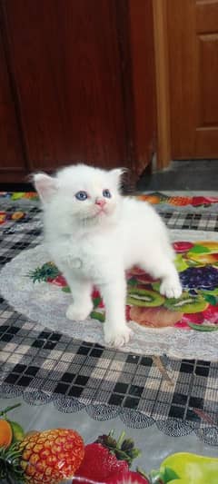 Persian kittens