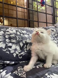 Persian tripple coated kitten