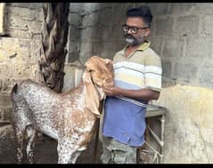 Bakra makhi cheena andu