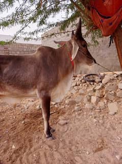 cow for sale