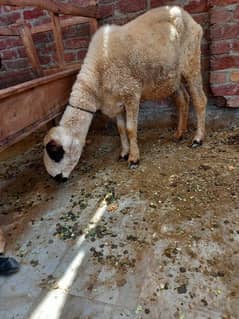 mundri sheep with female kid healthy and active urgently for sale