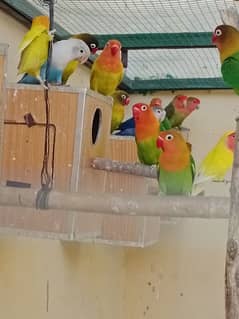 mixx birds