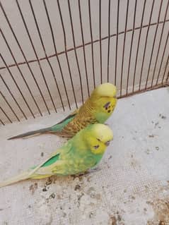 king budgie