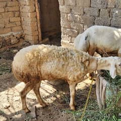 قربانی  qurbani