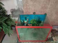 fish tang, with plants and stones