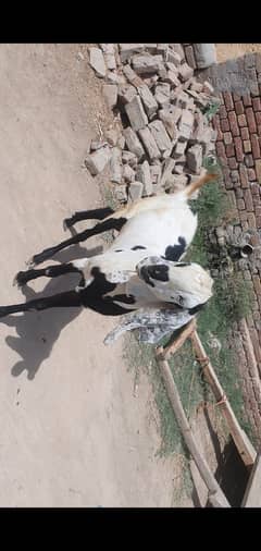 dasi bakra for sale