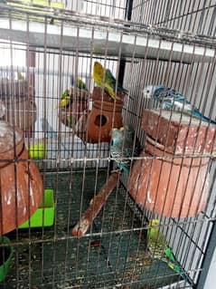 Australian parrot