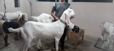 Heavy weight beautiful goats available for qurbani