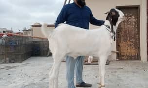 Heavy weight beautiful goats available for qurbani