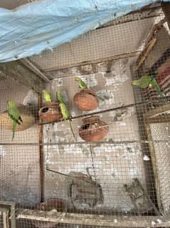 Breeder pairs