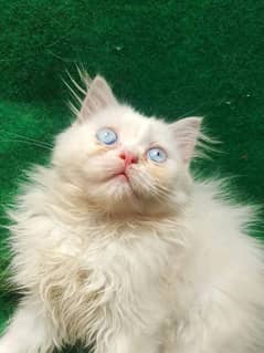 male kitten in low price