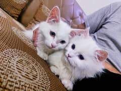 Persian cats